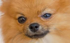 In cats, it most often occurs on the outer parts of eyelids, as opposed to the inner surface. Blepharitis In Dogs Vca Animal Hospital