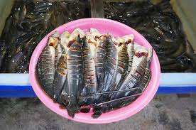 Makanan ikan keli untuk cepat besar | penternakan ikan keli. Pembekal Ikan Keli Bumiputera Selangor Bersih Halal Home Facebook