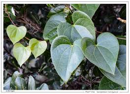 Image result for Menispermaceae