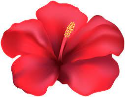 Hibiscus Red Flower Png Clipart Gallery Yopriceville High Quality Images And Transparent Png Free Clipart