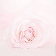 Jessabella Hime S Pastel Fashion Anime Blog Pink Roses Rose Wallpaper Rose