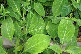 Es handelt sich um eine psychoaktiv wirkende salbeiart. File Salvia Divinorum 0zz Jpg Wikimedia Commons