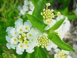 Image result for Lantana nivea