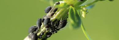 10 Common Insects That Infest Your Garden Plant Diseases Harmful Plants Cucumber Beetles