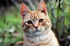 Apparently, there's an old legend about baby jesus who, when he couldn't sleep, was comforted by a warm and purring any thoughts on what the father was like? Fascinating Facts About Orange Tabby Cats Lovetoknow