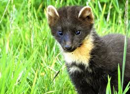 Image result for Oubanguia africana