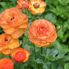 Image result for Ranunculus raeae