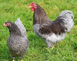 Des poules heureuses , en plein air pour des oeufs non pour finir à la soupe. Wyandotte Bleue Naine Coq Et Poule La Ferme De Beaumont L Art De Poulet Poule Coq Nain