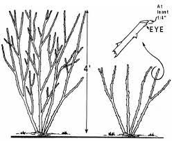 Pin By Simona Stoia On Gardening Pruning Roses Knockout Roses When To Prune Roses