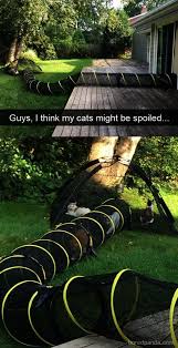 Cats And Kittens On Gumtree Cats And Kittens Information Gatos Casita Para Gatos Perros