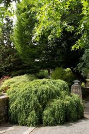Decorative coniferous trees and shrubs with a weeping form of the crown are so individual that they can not be confused with other plants. 44 Conifers Ideas Conifers Shrubs Evergreen Garden