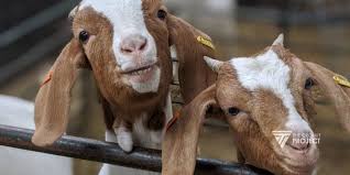 Pakan ternak kambing modern yang cepat gemuk dan cepat panen pakanternakinstan.com. Untung Ruginya Ternak Kambing Kalkulasi 3 Bulan Panen Duit