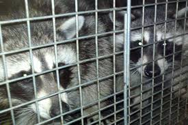 Raccoon Removal Services - The Critter Man, LLC
