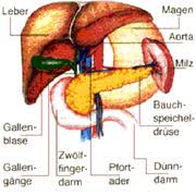 Darüber hinaus können innere erkrankungen die entweder eine enorme vergrößerung der milz hervorrufen oder zu lebensbedrohlichen funktionsstörungen führen eine. Magen Darm Leber Galle Milz Pankreas Erkrankungen Und Ihre Phytotherapeutische Behandlung Phytaro