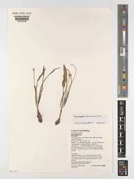 Image result for Aponogeton rehmannii