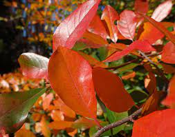 This cultivar grows 35 feet high and 20 feet wide. Featured Plant Wildfire Black Gum The High Line