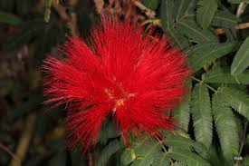 Image result for Calliandra tweedii