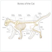 But there are thing's you may not know about them. Skeletal Abnormality In Dogs And Cats