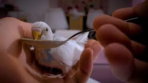 Homemade Baby Budgie Food How And When