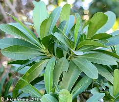 Image result for Voacanga thouarsii