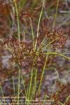 Image result for Cyperus amabilis