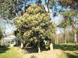 Image result for Photinia serrulata