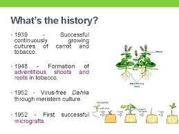 Plant tissue culture is discussed in detail here with its applications.the in vitro cultivation of any part of plant in nutrient medium is called tissue the cultured cells began dividing, they produced a callus. History Of Plant Tissue Culture Cell Tissue Culture