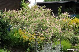 Salix Integra Hakuro Nishiki How To Care And Pruning Plantopedia