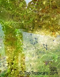 Image result for Utricularia sp.no.1
