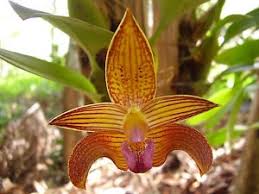Image result for Bulbophyllum kivuense
