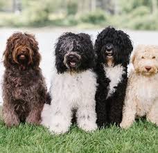 The ultimate source for your dog & cat's accesories. Meet The Barbet Dog Breed American Kennel Club