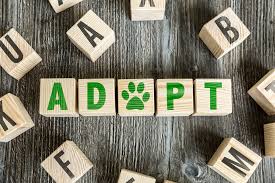 Find the best pet for adoption at the best pet ngo that rescued & sheltered 22,000+ dogs & cats. Adopt A Pet And Save A Life Helen Doron Teenbuzz