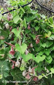 Image result for Aristolochia