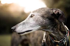So, this may not be the best breed. Senior Pet Care Kennewick Wa