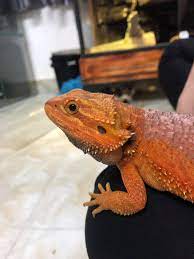 Pin On Bearded Dragon Morphs
