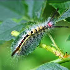Black And White Striped Caterpillar With Yellow Belly White Marked Tussock Moth Family Lymantriidae Field Station