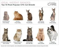 Pin By Diane Eldridge On Ragdoll The Floppy Cat Popular Cat Breeds Cat Breeds Persian Cat
