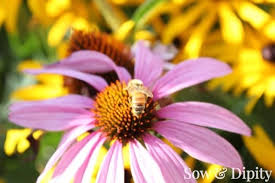 Not only do bees pollinate about a third of our food supply and crops, including fruits, vegetables, nuts, and cocoa beans, but they also make it possible to live in a world with honey. Are Your Flowers Killing Bees