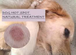 15 Natural Home Remedies For Dog Hot Spot Treatment Dog Hot Spots Treatment Dog Hot Spots Dog Hot Spots Remedy