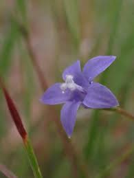 Image result for Wahlenbergia paludicola