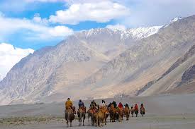 Camels like every other living thing are different no living thing is the same. Double Hump Camel Safari In Nubra Valley District Leh Union Territory Of Ladakh India