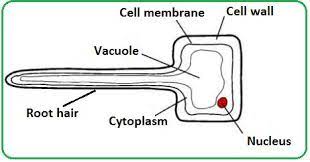 Pin On Cell Membrane