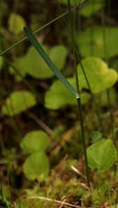 Image result for Poa schimperiana