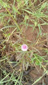 Image result for Celosia trigyna