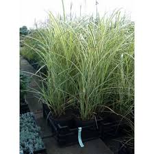 Miscanthus Sinensis Variegatus Weissbuntes Chinaschilf Baumschule Newgarden Garten Bepflanzung Vorgarten