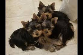 Being a small private breeder in austin, texas, we have taken the time and invested in quality dogs to be our foundation breeders to raise the best yorkie puppies we. 6 Best Yorkie Breeders In California 2021 We Love Doodles