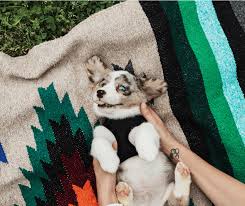 Looking for the best wallpapers? Meet Our New Corgi Puppy Duke Navy Corgi