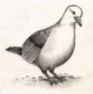Secara umum pengertian menggambar adalah kegiatan menorehkan pensil ataupun pewarna di atas media kertas. Soal Pengayaan A Flora Fauna Dan Alam Benda Pdf Download Gratis