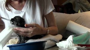 Anak kucing comel baru bangun tidur youtube growcatz tips kucing gebu sihat dan comel halaman utama facebook gambar anak kucing comel kucing org. Tips Penjagaan Anak Kucing Yang Baru Lahir Dulu Lain Sekarang Lain