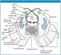 Brainstem development is similar to spinal cord development and unfolds like a book. Mesencephalon Midbrain Intechopen
